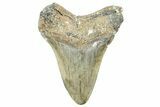 Serrated, Fossil Megalodon Tooth - North Carolina #363729-1